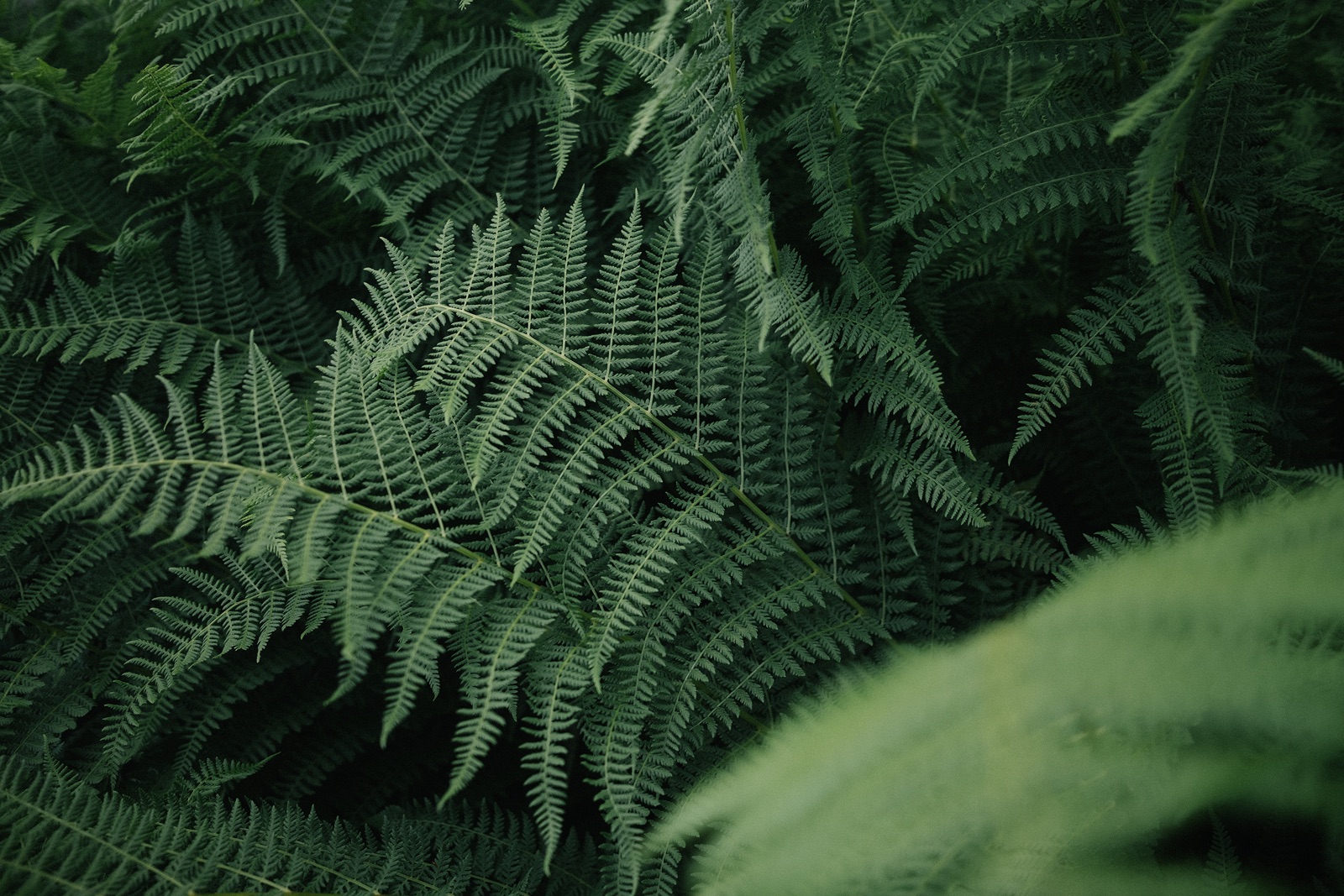 FLORA & FAUNA WITH CREA