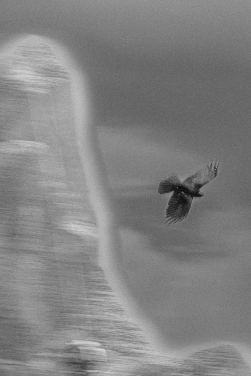 FLORA & FAUNA WITH CREA