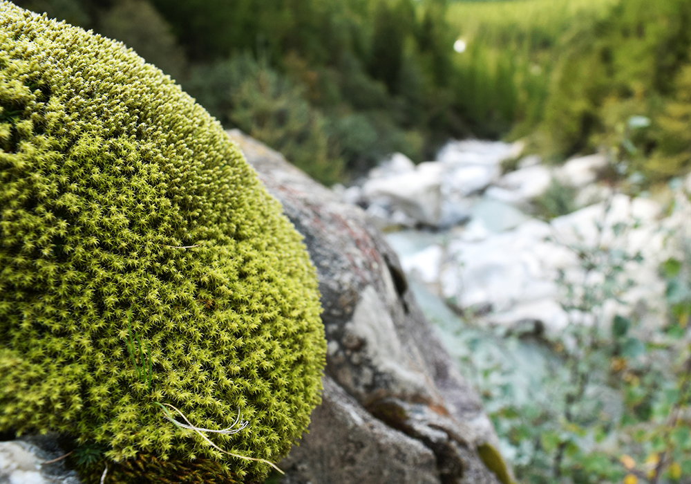 ACTIVATING ENVIRONMENTAL CONSCIOUSNESS WITH LUCE CHOULES